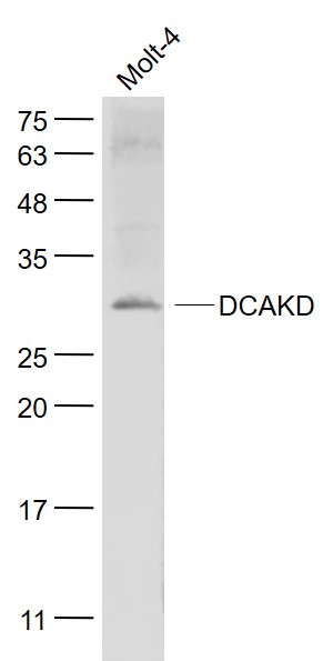 1 - DCAKD Rabbit pAb AP58940