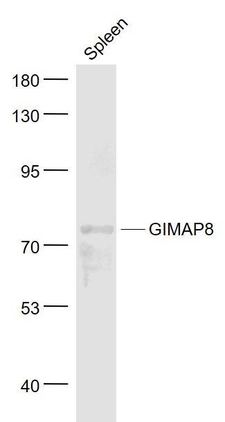 1 - GIMAP8 Rabbit pAb AP58950