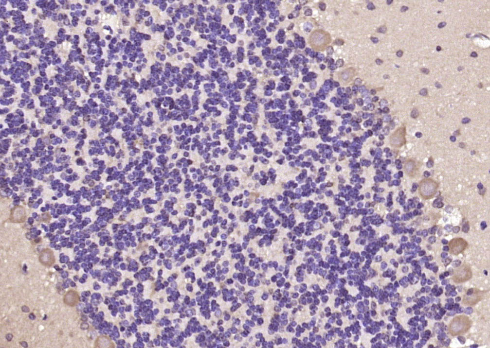 14 - GPRIN3 Rabbit pAb AP58951