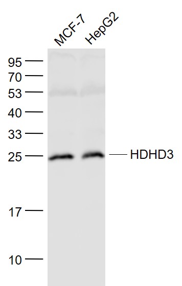 1 - HDHD3 Rabbit pAb AP58963