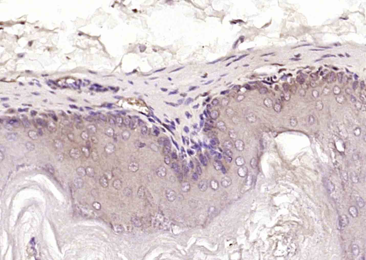 14 - LRRC59 Rabbit pAb AP58976