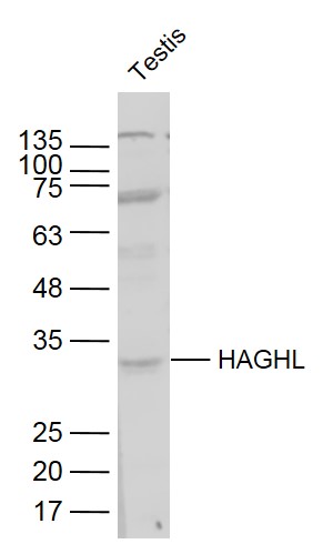 1 - HAGHL Rabbit pAb AP58997