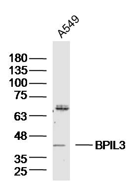 1 - BPIL3 Rabbit pAb AP59000
