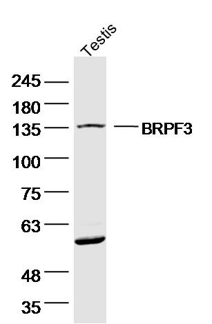 1 - BRPF3 Rabbit pAb AP59003
