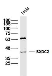 1 - BXDC2 Rabbit pAb AP59006