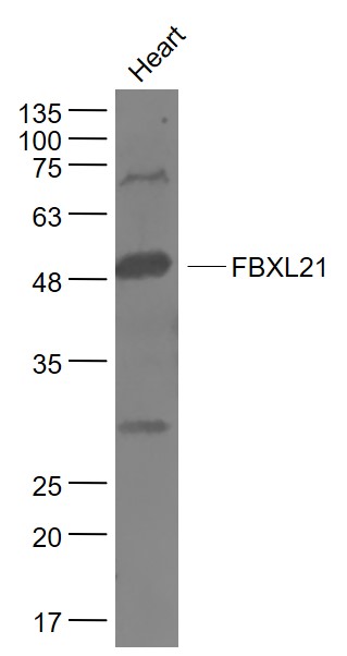 1 - FBXL21 Rabbit pAb AP59016