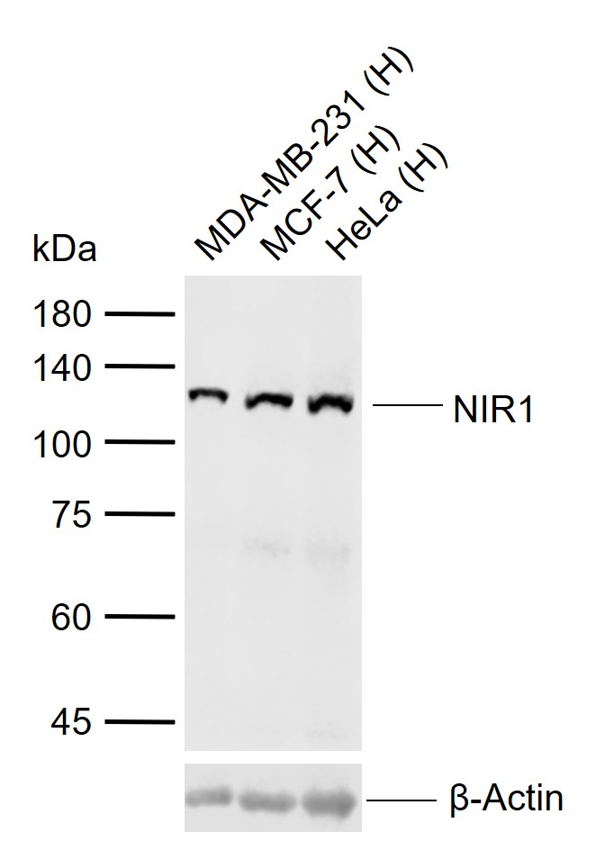 1 - NIR1 Rabbit pAb AP59023