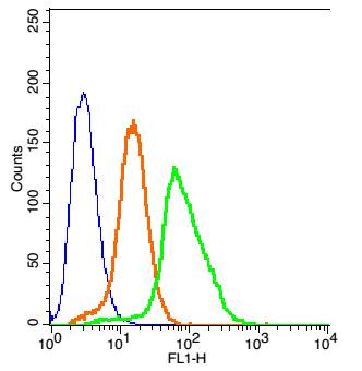 0 - TRPV5 Rabbit pAb AP59028