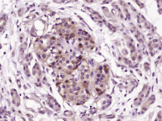 14 - Pancreatic hormone Rabbit pAb AP59031