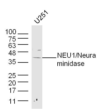 1 - NEU1/Neuraminidase Rabbit pAb AP59051