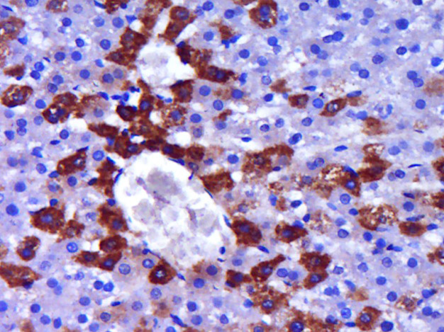 14 - RBKS Rabbit pAb AP59067