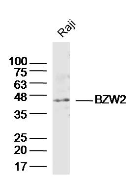 1 - BZW2 Rabbit pAb AP59075