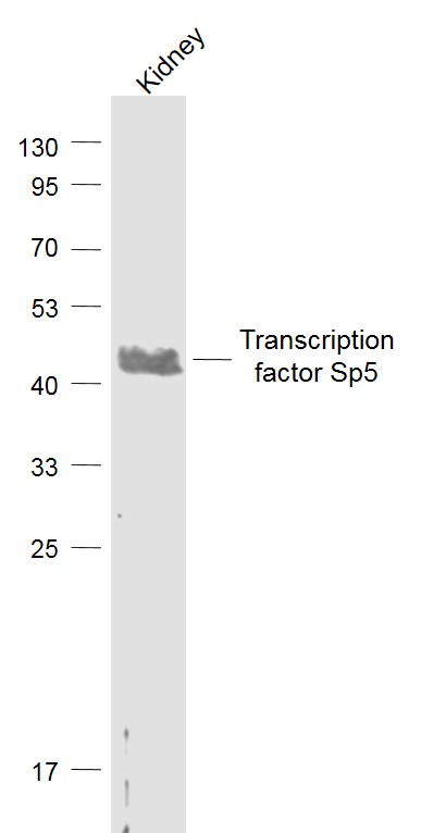 1 - Transcription factor Sp5 Rabbit pAb AP59078