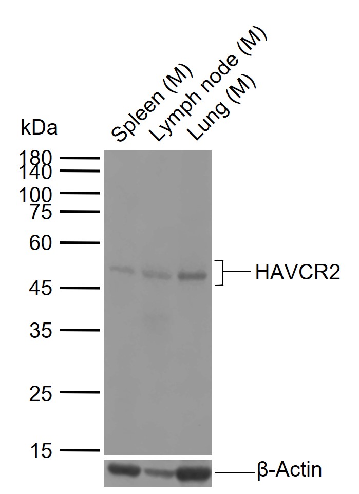 1 - HAVCR2/TIM-3 Rabbit pAb AP59082