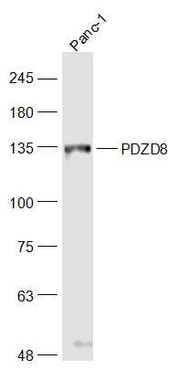 1 - PDZD8 Rabbit pAb AP59118