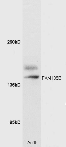 1 - FAM135B Rabbit pAb AP59127