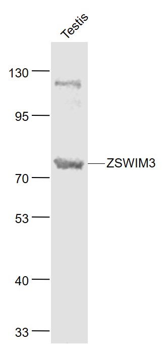 1 - ZSWIM3 Rabbit pAb AP59156