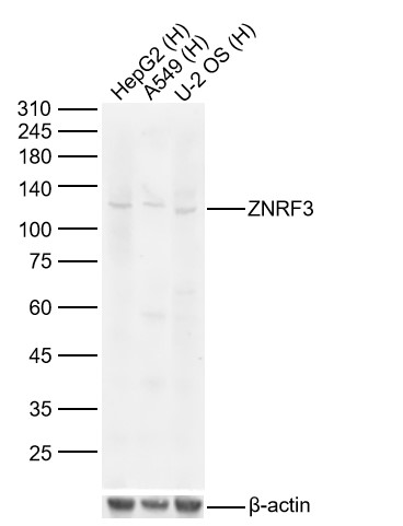 1 - ZNRF3 Rabbit pAb AP59158