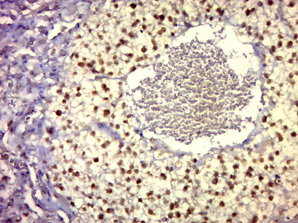 14 - VGLL3 Rabbit pAb AP59174