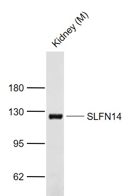 1 - SLFN14 Rabbit pAb AP59175