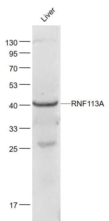 1 - RNF113A Rabbit pAb AP59195