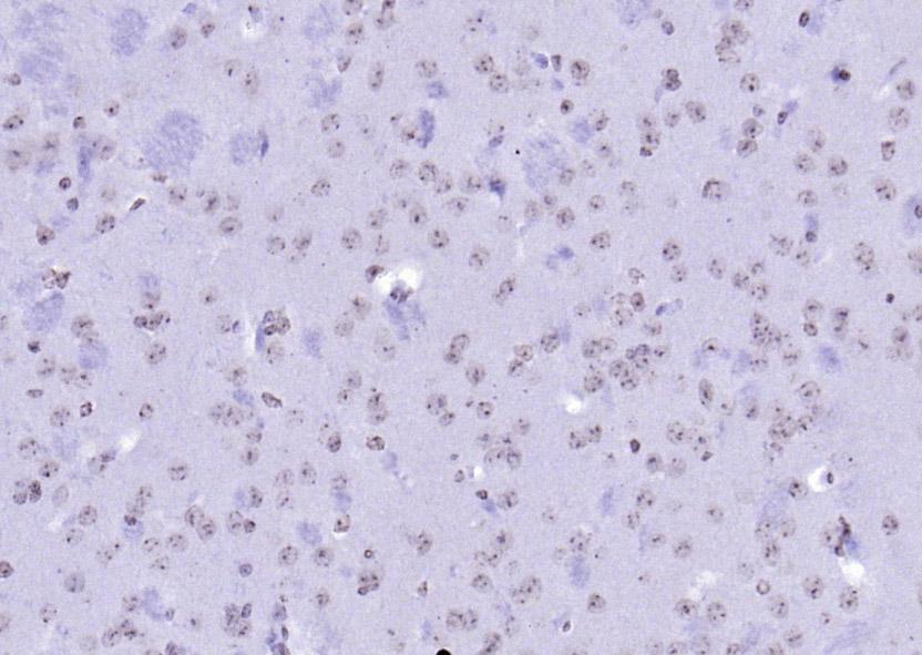 14 - RNF113A Rabbit pAb AP59195