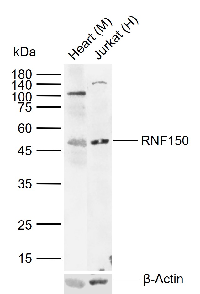 1 - RNF150 Rabbit pAb AP59198