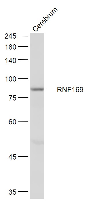 1 - RNF169 Rabbit pAb AP59200