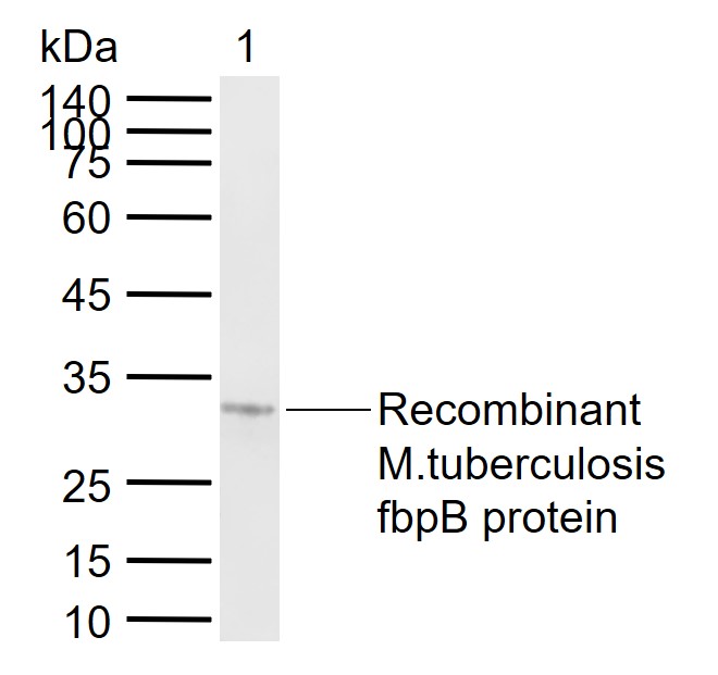 1 - fbpB Rabbit pAb AP59206