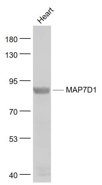 1 - MAP7D1 Rabbit pAb AP59217