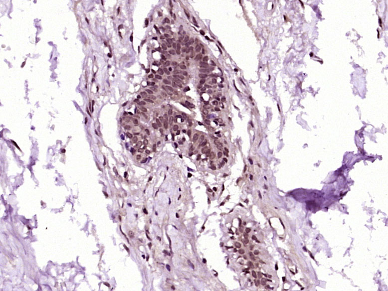 14 - RanBP1 Rabbit pAb AP59219