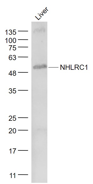 1 - NHLRC1 Rabbit pAb AP59225