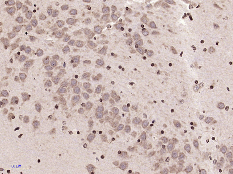 14 - MARCH7 Rabbit pAb AP59230