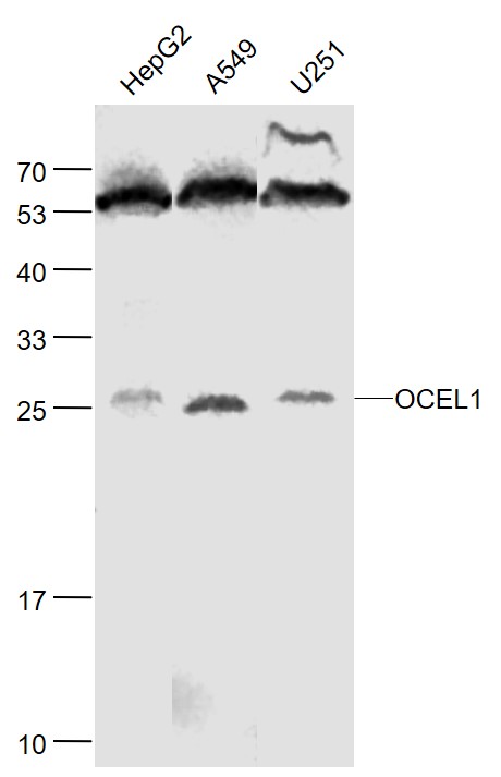 1 - OCEL1 Rabbit pAb AP59236
