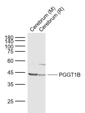 1 - PGGT1B Rabbit pAb AP59238