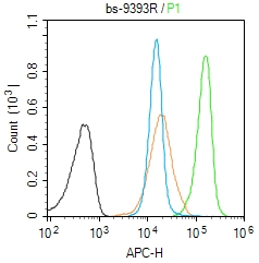 0 - CAF1p55/VPRBP Rabbit pAb AP59242
