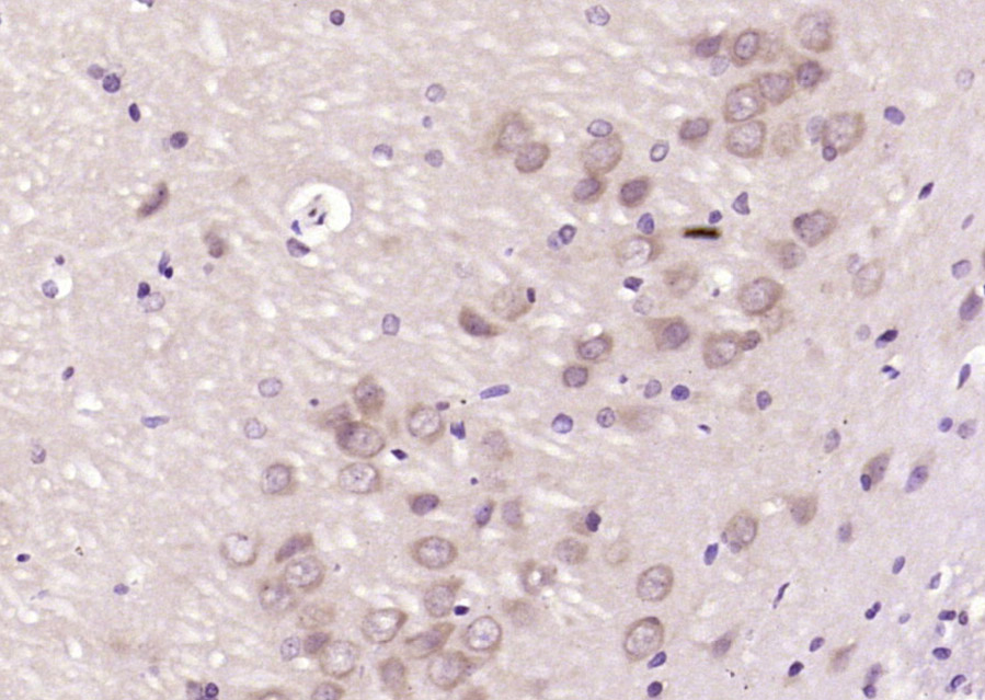 14 - CAF1p55/VPRBP Rabbit pAb AP59242