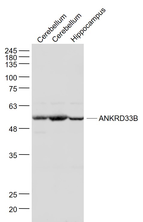 1 - ANKRD33B Rabbit pAb AP59244