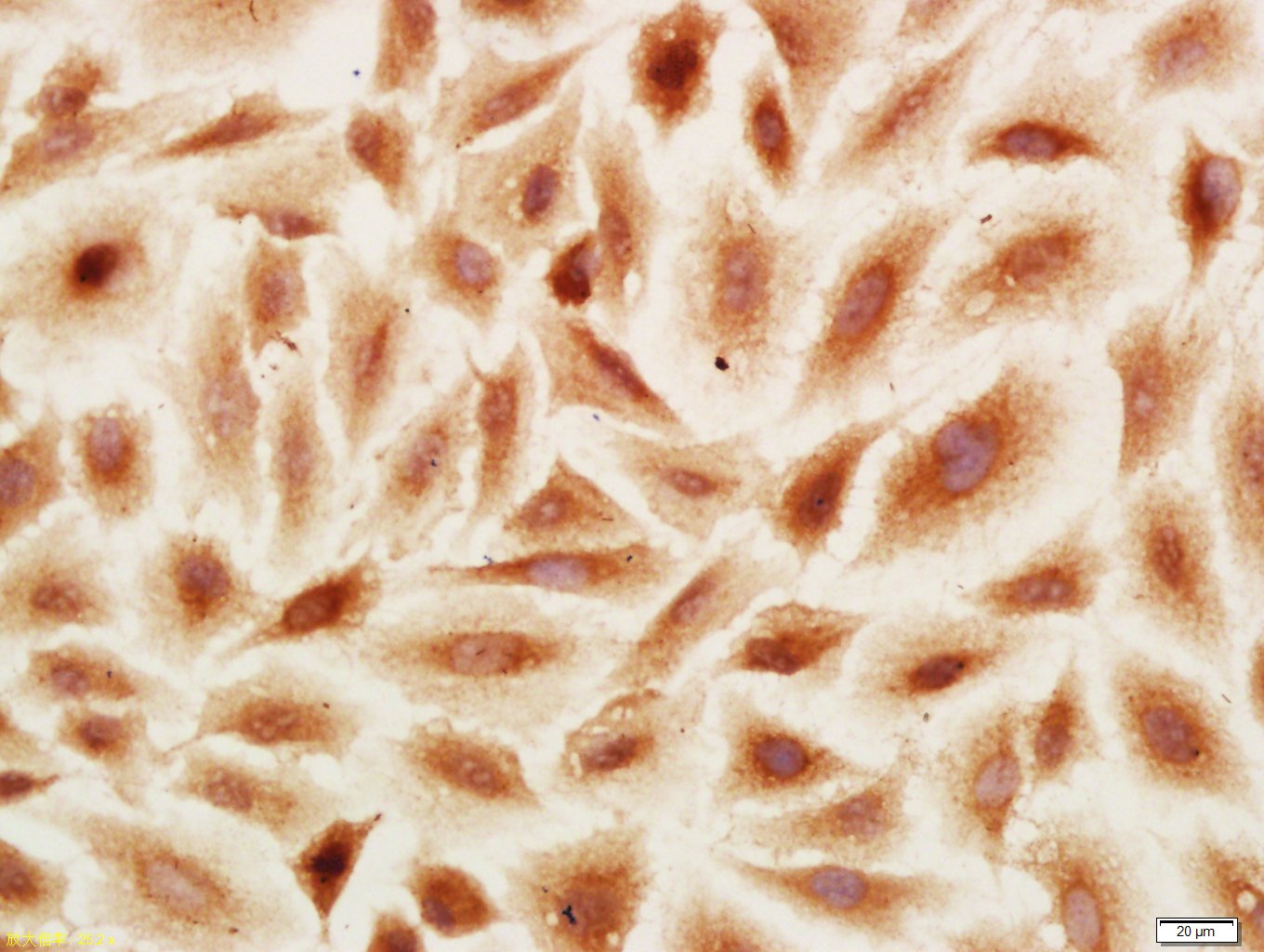 0 - PRR15 Rabbit pAb AP59248