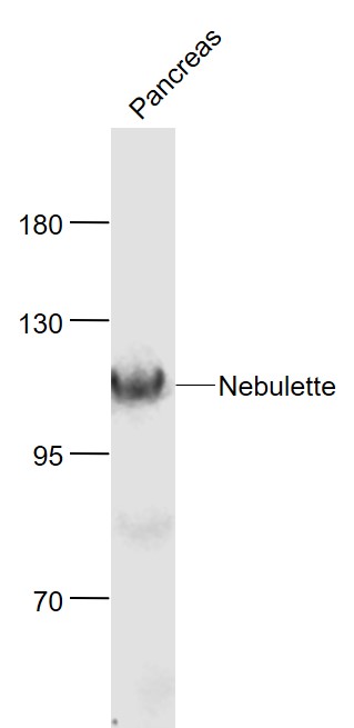 1 - Nebulette Rabbit pAb AP59261