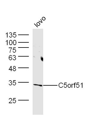 1 - C5orf51 Rabbit pAb AP59265