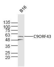 1 - C9ORF43 Rabbit pAb AP59272