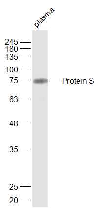 1 - Protein S Rabbit pAb AP59278