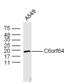 1 - C6orf64 Rabbit pAb AP59282