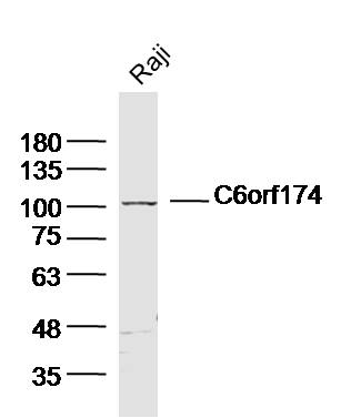 1 - C6orf174 Rabbit pAb AP59285