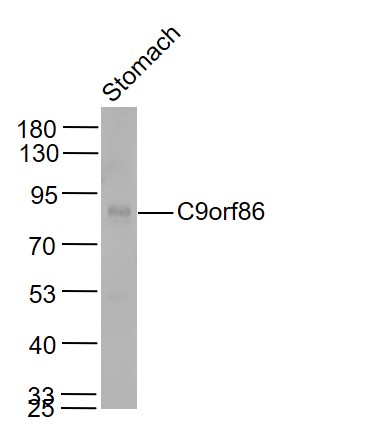 1 - C9orf86 Rabbit pAb AP59288