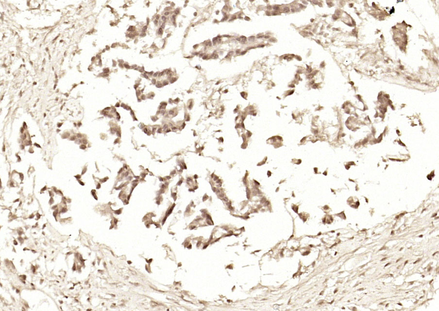 14 - C9orf86 Rabbit pAb AP59288
