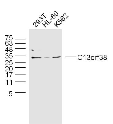 1 - C13orf38 Rabbit pAb AP59306