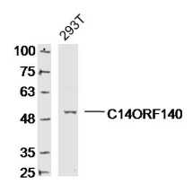 1 - C14ORF140 Rabbit pAb AP59307