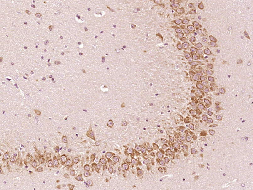 14 - C14orf174 Rabbit pAb AP59309